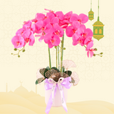 Mutiara Potted Orchid