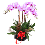 Intan Potted Purple Phalaenopsis Orchid