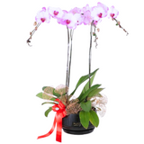 Intan Potted Purple Phalaenopsis Orchid