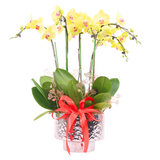 Emas Potted Yellow Phalaenopsis Orchid