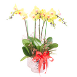 Emas Potted Yellow Phalaenopsis Orchid