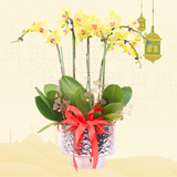 Emas Potted Yellow Phalaenopsis Orchid