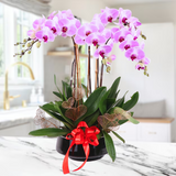 Intan Potted Purple Phalaenopsis Orchid