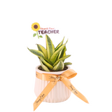 Sweet Snake Plant