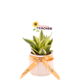 Sweet Snake Plant