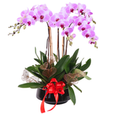 Phalaenopsis Potted Purple Orchid