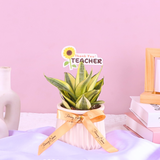 Sweet Snake Plant
