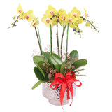 Phalaenopsis Potted Yellow Orchid