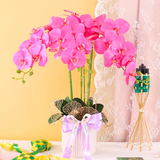 Mutiara Potted Orchid