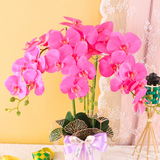 Mutiara Potted Orchid