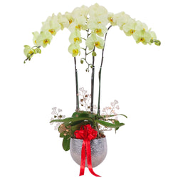 Phalaenopsis Potted Green Orchid