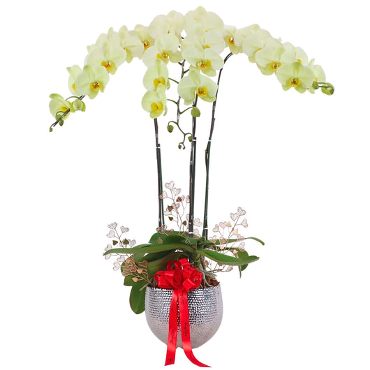 Phalaenopsis Potted Green Orchid