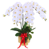 Phalaenopsis Potted White Orchid