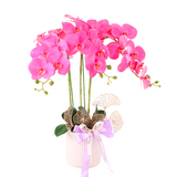 Mutiara Potted Orchid
