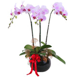 Phalaenopsis Potted Purple Orchid