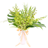 Raya Serenade Potted Orchid