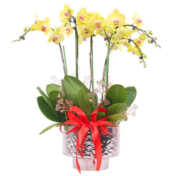 Phalaenopsis Potted Yellow Orchid