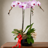 Phalaenopsis Potted Purple Orchid