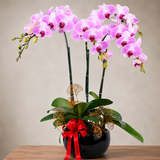 Phalaenopsis Potted Purple Orchid
