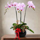 Phalaenopsis Potted Purple Orchid