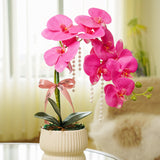 Nataniel Potted Orchid