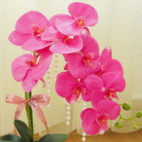 Nataniel Potted Orchid