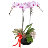 Phalaenopsis Potted Purple Orchid