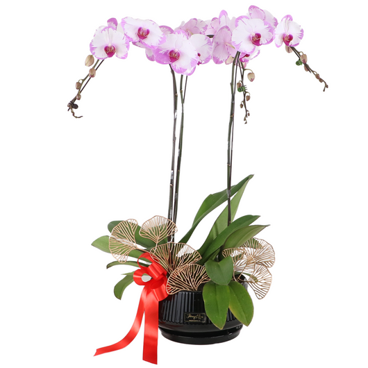 Phalaenopsis Potted Orchid