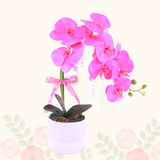 Nataniel Potted Orchid