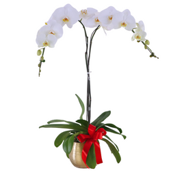 Phalaenopsis Potted White Orchid