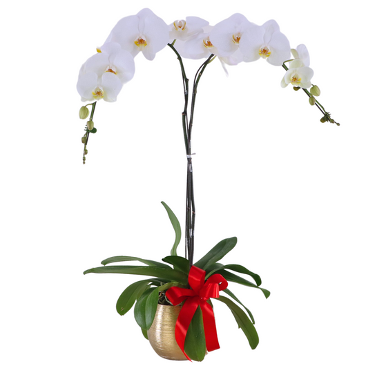 Phalaenopsis Potted White Orchid